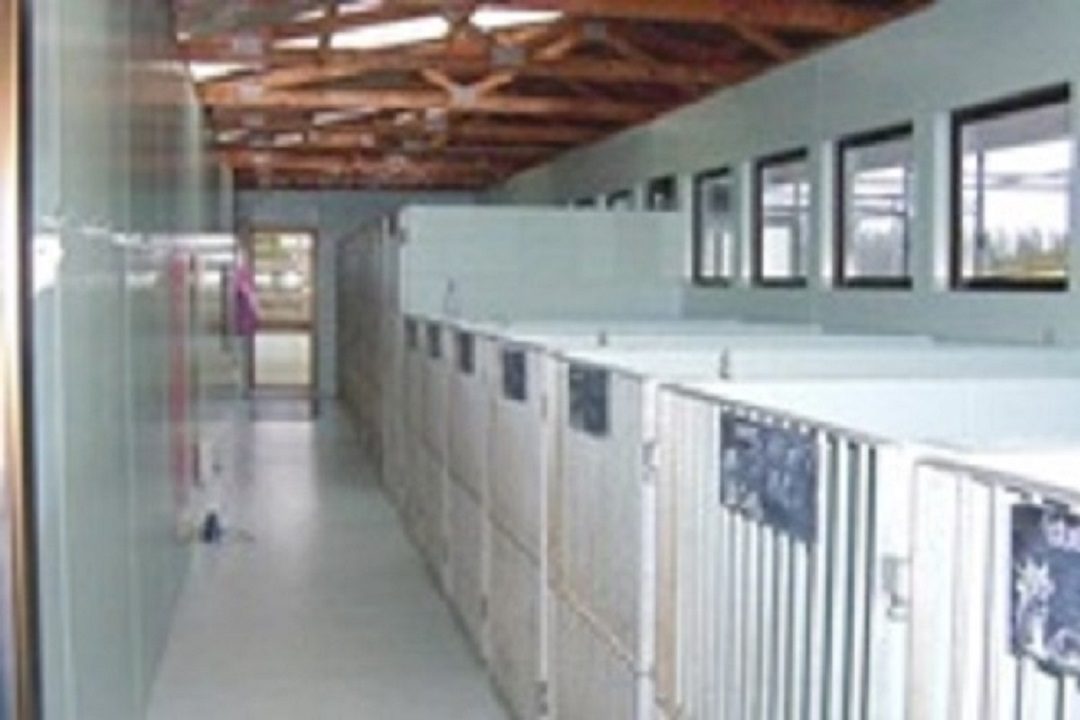 inside kennels (2) - Copy